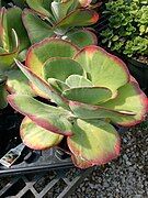 Flapjacks - Kalanchoe luciae