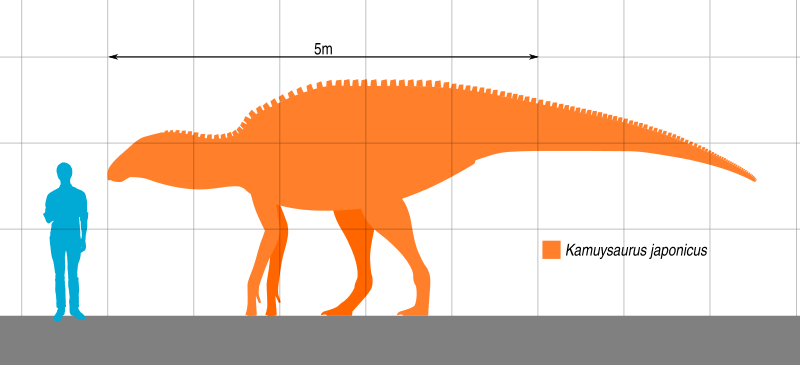 File:Kamuysaurus Scale.svg