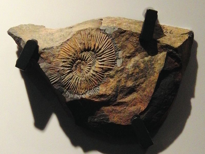 File:Kepplerites japonicus.jpg