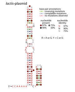 File:Lactis-plasmid-RNA.svg