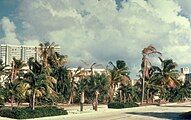 Coconut palms dying of lethal yellowing disease