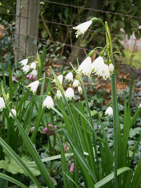 File:Leucojum aestivum RHu.jpg