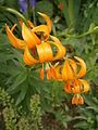 Lilium carniolicum