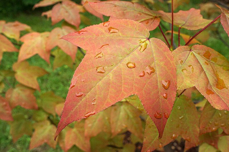 File:Liquidambar acalycina (2).jpg