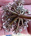 Flower umbel, bottom view