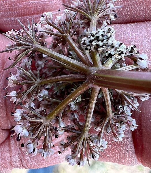 File:Lomatium canbyi iNat-201930001.jpg