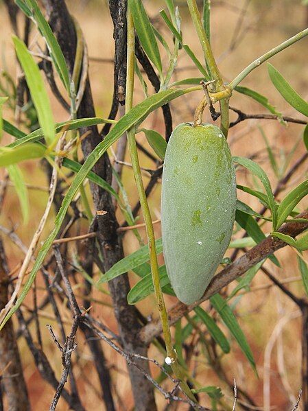 File:Marsdenia fruit.jpg