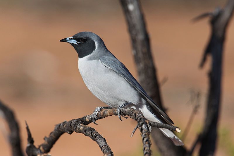 File:Masked Woodswallow (15993399881).jpg