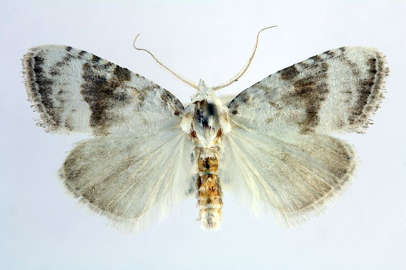 File:Meganola albula SLU.JPG