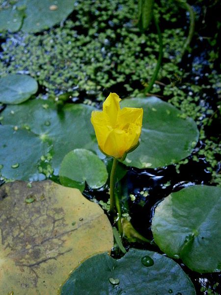 File:Nymphoides peltata opening.jpg