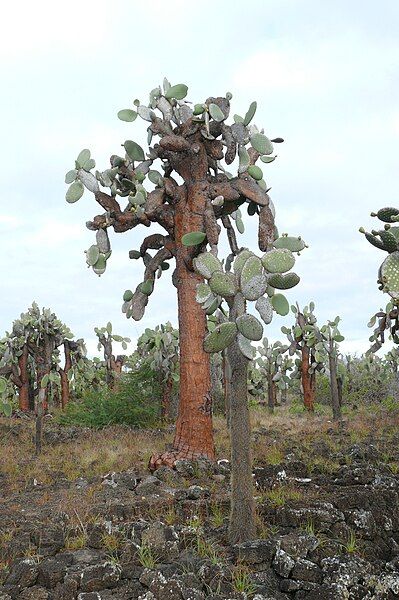 File:Opuntia echios 3.jpg