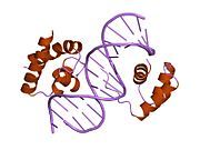 1oct: CRYSTAL STRUCTURE OF THE OCT-1 POU DOMAIN BOUND TO AN OCTAMER SITE: DNA RECOGNITION WITH TETHERED DNA-BINDING MODULES