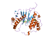 2c43: STRUCTURE OF AMINOADIPATE-SEMIALDEHYDE DEHYDROGENASE-PHOSPHOPANTETHEINYL TRANSFERASE IN COMPLEX WITH COENZYME A