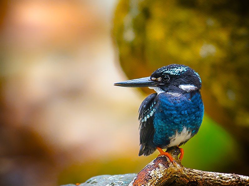 File:PHILIPPINE SILVERY KINGFISHER.jpg