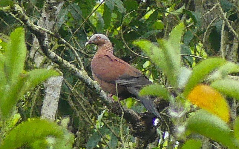 File:Pale-capped Pigeon (cropped).jpg