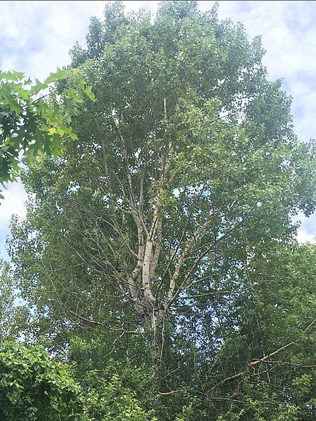 File:Paper Birch Tree.JPG