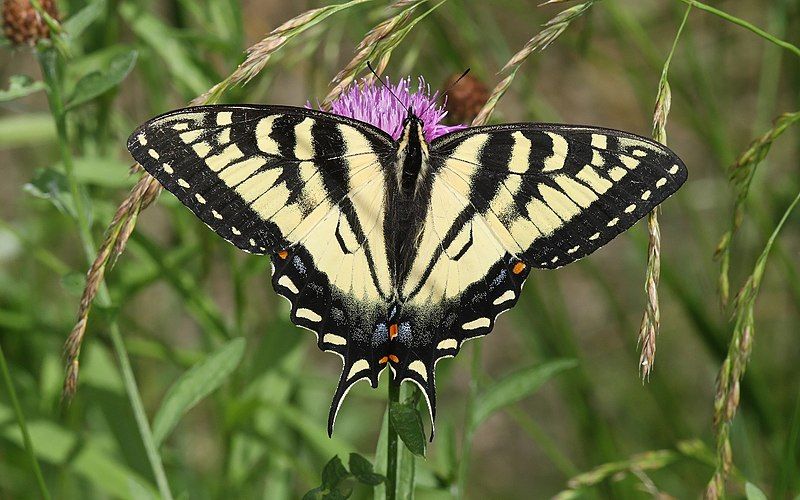 File:Papilio-canadensis-001.jpg