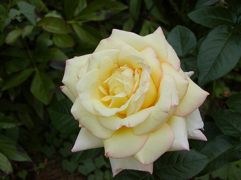 File:PeaceRose.jpg