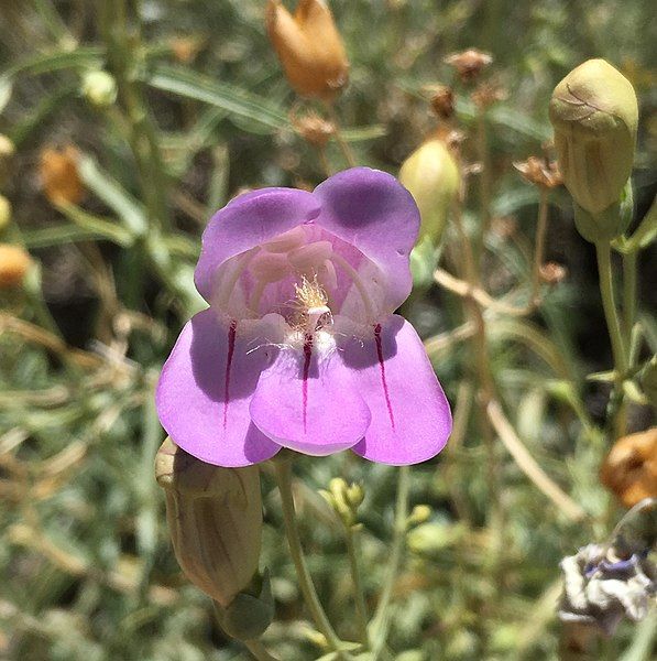 File:Penstemon fruticiformis.jpg