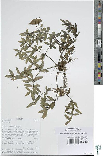 File:Peperomia theodori.jpg