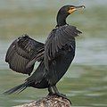 Image 2 Double-crested cormorant More selected pictures