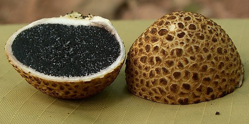 File:Pigskin Poison Puffball.jpg