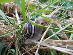 a snail in Slovenia