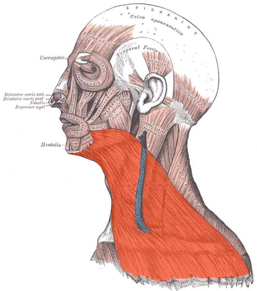 File:Platysma.png