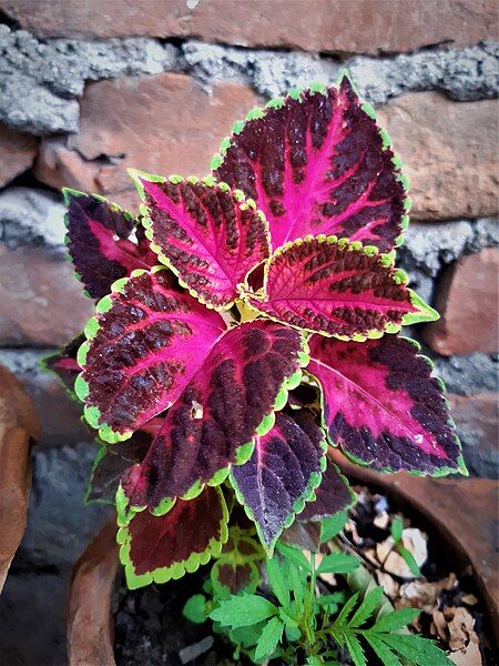 File:Plectranthus scutellarioides-Coleus 04.jpg