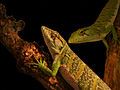 Many-colored Bush Anole (Polychrus marmoratus)