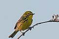 Prairie Warbler, Mount Sinai, NY