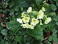 Primula ×polyantha