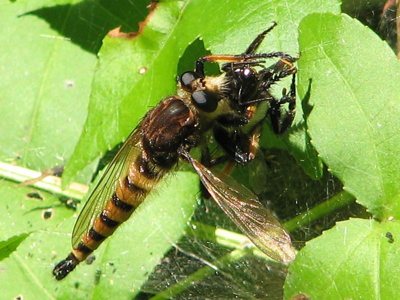 File:Promachusrufipes.JPG