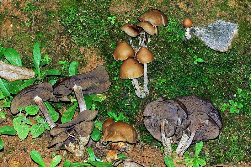 File:Psilocybe.zapotecorum.jalisco.2.JPG