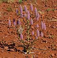 Ptilotus exaltatus Nees