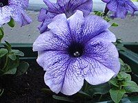 grandiflora Petunia 'Blue Daddy'[11]