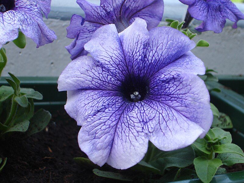 File:Purple Petunia.jpg