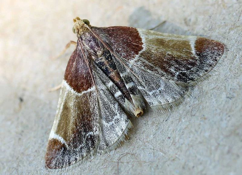 File:Pyralis farinalis01.jpg