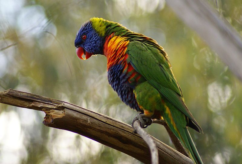 File:RainbowLorikeetPosing.JPG