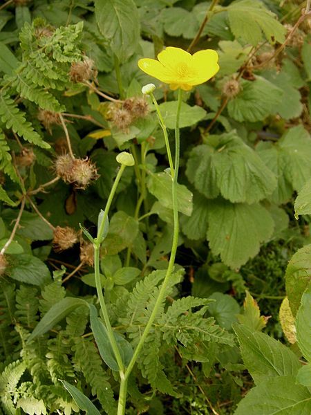 File:Ranunculus lingua006.jpg