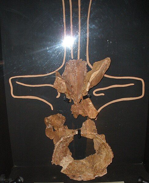 File:Rebbachisaurus garasbae vertebra.JPG