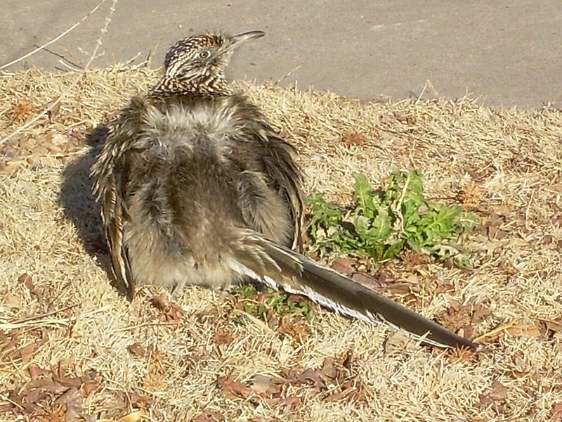 File:Roadrunnersun.jpg