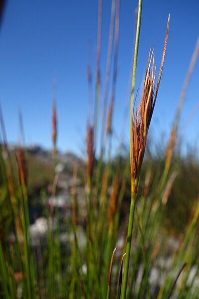 File:Scrassus-inflorescence-1.jpg