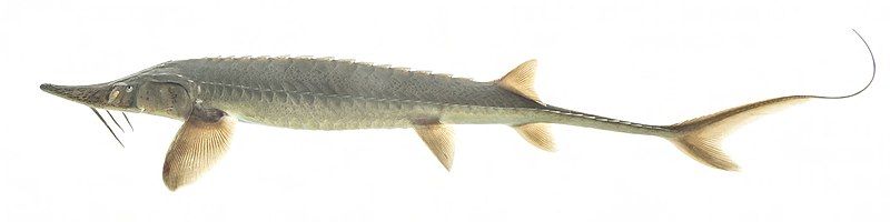 File:Shovelnose sturgeon.jpg