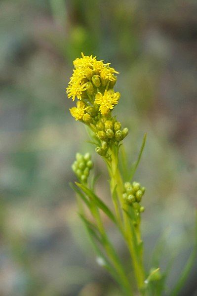 File:Solidago spathulata 90384340.jpg