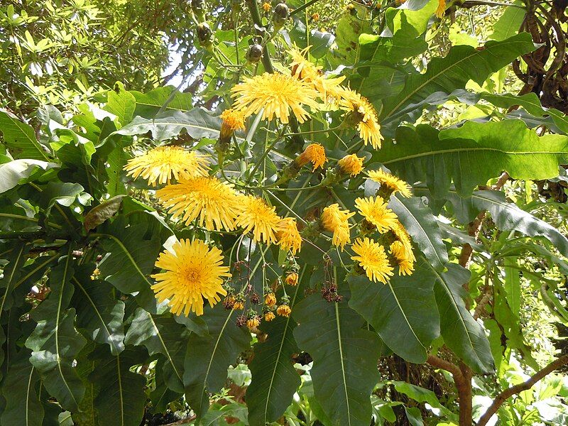 File:Sonchus fruticosus.jpg