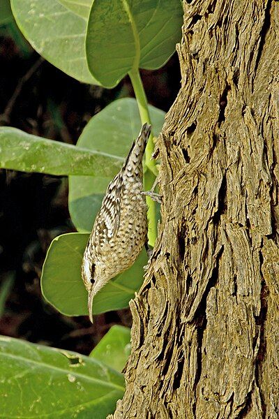 File:Spotted Creeper.jpg