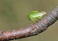 Image 24 Buffalo treehopper Credit: Quartl The buffalo treehopper, Stictocephala bisonia (formerly Ceresa bisonia), is a species of treehopper native to North America. They use their piercing mouthparts to feed on the sap of plants including black locust, clover, elm, goldenrod and willow. More selected pictures