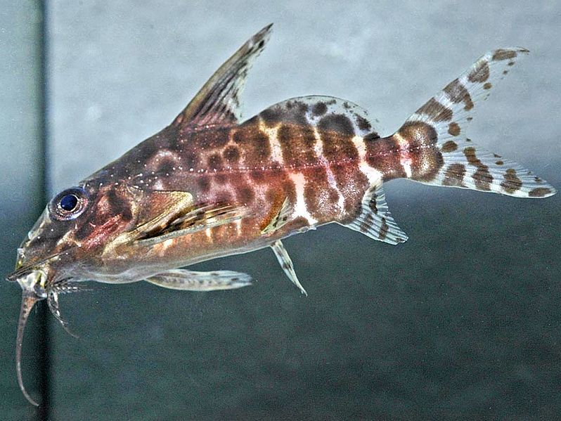 File:Synodontis batensoda.jpg