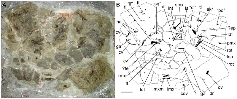 File:Tasmaniosaurus triassicus.png